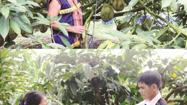 LAN TỎA PHONG TRÀO LÀM KINH TẾ GIỎI TRONG VÙNG ĐỒNG BÀO DÂN TỘC THIỂU SỐ